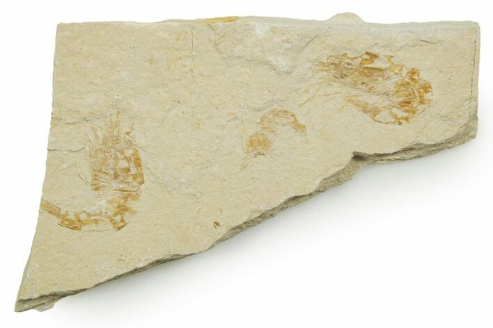 Three Cretaceous Fossil Shrimp - Lebanon #375799